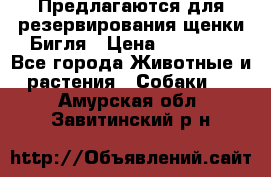 Предлагаются для резервирования щенки Бигля › Цена ­ 40 000 - Все города Животные и растения » Собаки   . Амурская обл.,Завитинский р-н